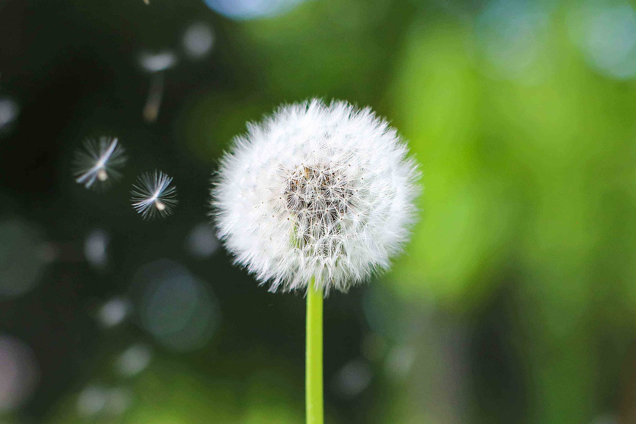 Natur symboliserer balance og ro